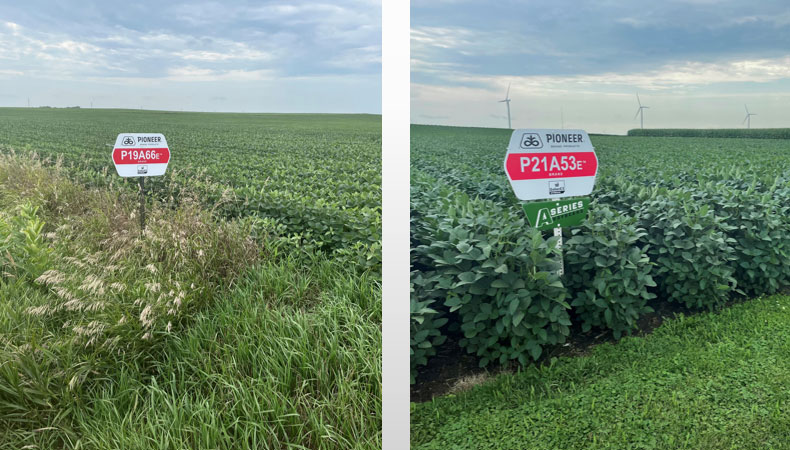 Photo - field signs near soybeans - midseason
