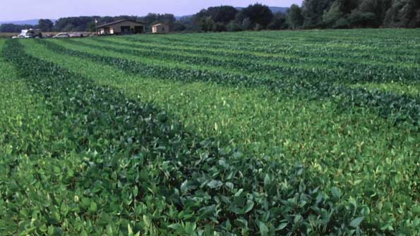 Photo - Soybean field showing dark green strips inoculated with rhizobia.