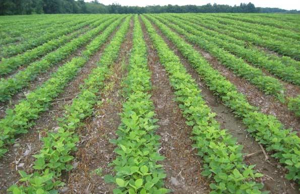 Photo - Soybean field not previously planted to soybeans showing symptoms of nitrogen deficiency.