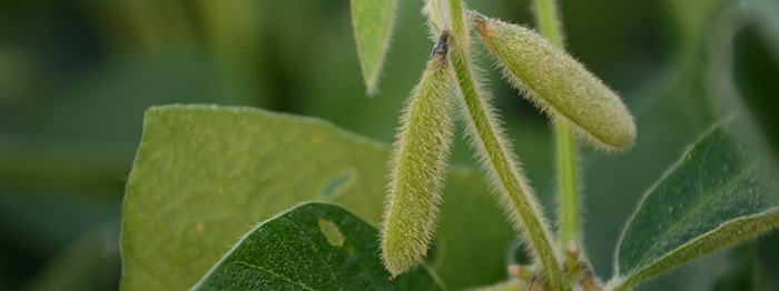Photo - Mature soybean plant in field.
