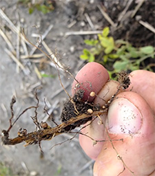 Photo - Closeup - SCN on soybean roots