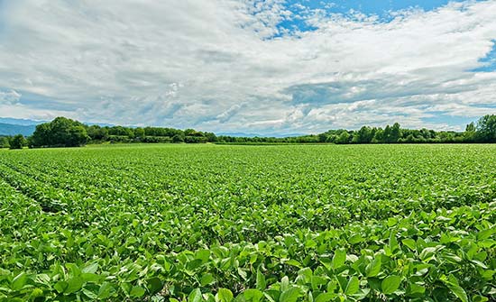 Soybean field - midseason - distance shot