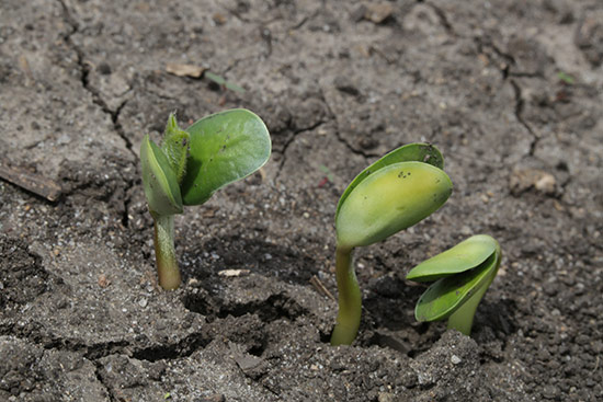 Closeup - emerging soybean seedlings