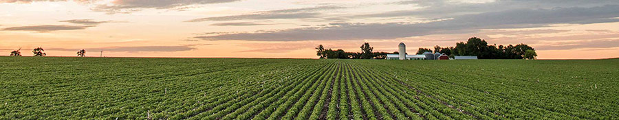 Soybean field - early season - farm buildings at the horizon