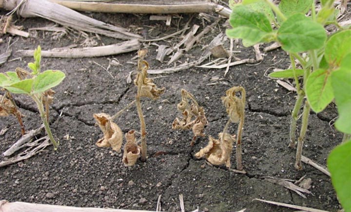 Photo - Soybean plants showing symptoms of damping off due to rhizoctonia root rot disease.