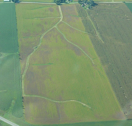 Aerial view of a soybean field with sudden death syndrome Aerial view of a soybean field with sudden death syndrome