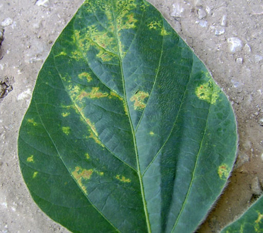 Soybean leaf - symptoms of soybean vein necrosis virus begin as light green to yellow or chlorotic patches near main leaf veins.