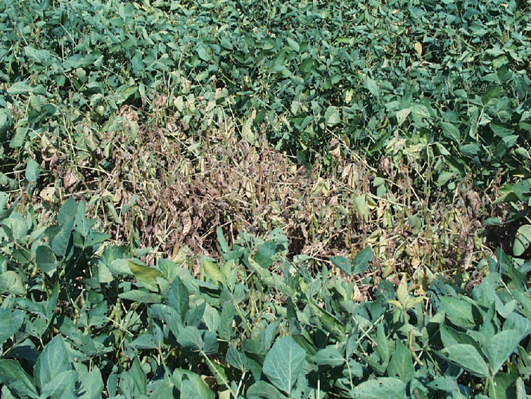 Photo - soybean plants dying from charcoal rot infection