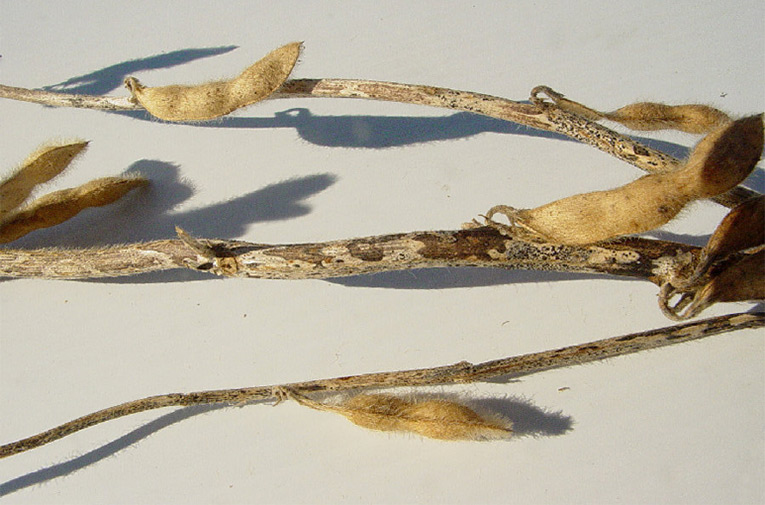 Photo - Infected soybean plant at harvest, showing stem symptoms