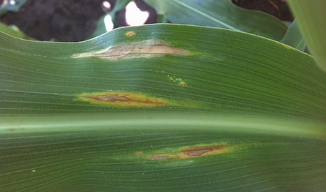Corn leaf showing a mixed reaction to NCLB