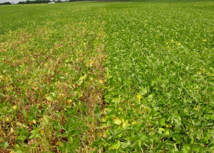 Photo - Soybean field - Susceptible bsr variety on left, resistant bsr variety on right.