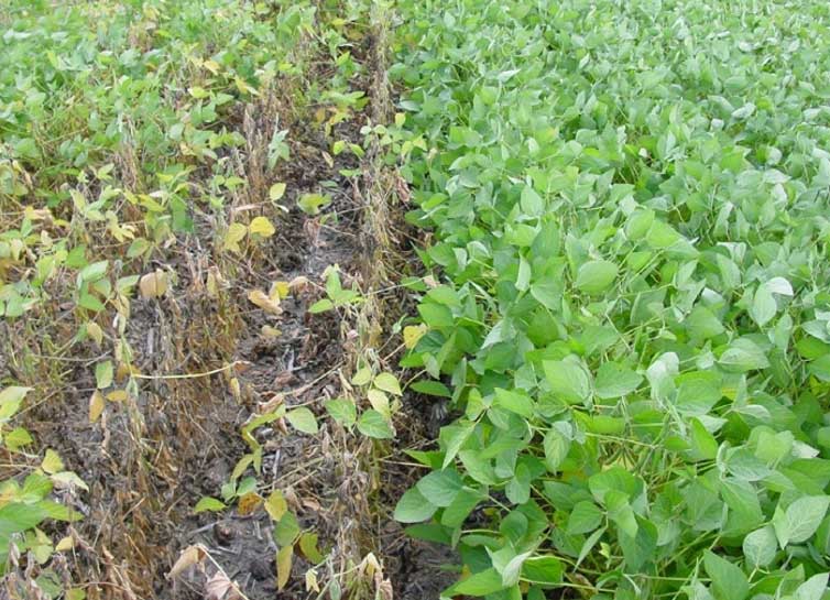 Photo - Strips of BSR-resistant and non-resistant soybean varieties in infested field.