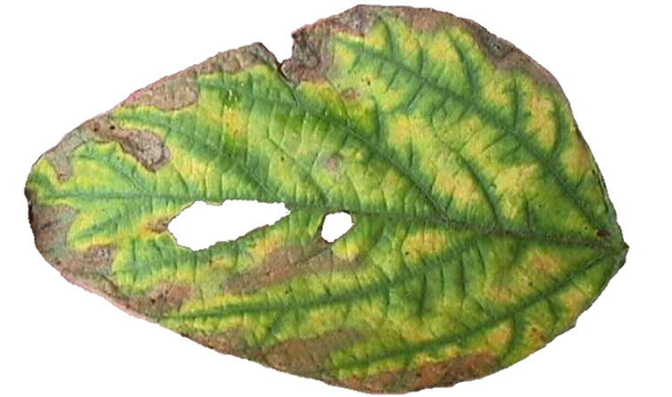 Photo - Soybean leaf - showing symptoms of brown stem rot damage.