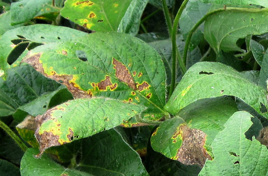 Later symptoms of soybean vein necrosis virus. Infected patches on the leaves have turned necrotic.