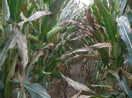 Corn leaves with large northern corn leaf blight lesions - lesion coloration varies from gray-green to tan