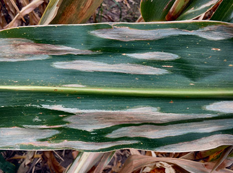 Corn leaf with characteristic symptoms of northern corn leaf blight