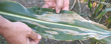 Corn leaf showing NCLB symptoms