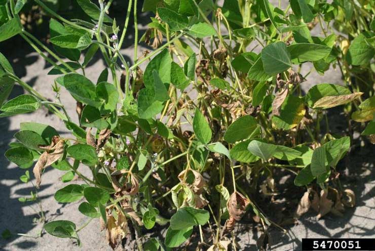 Photo - Foliar symptoms of fusarium wilt on soybeans.