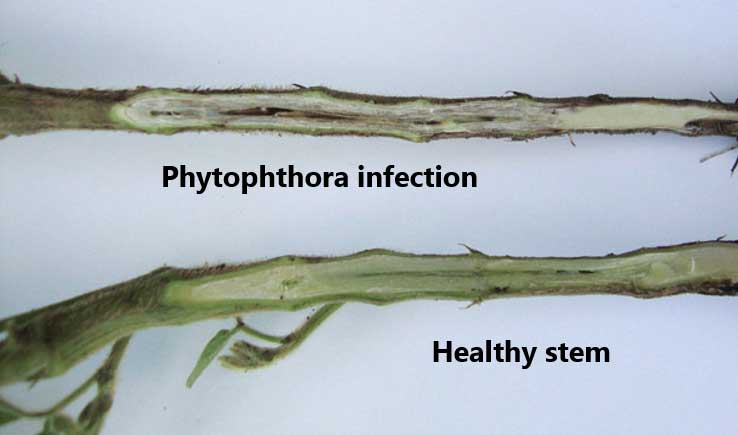 Photo - Split stem showing brown discoloration due to Phytophthora infection compared to a healthy stem.