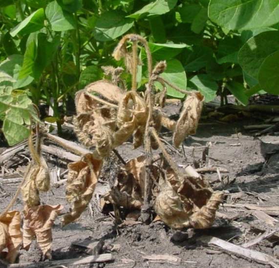 Photo - Dead soybean plants due to Fusarium infection, with healthy plants in the background.