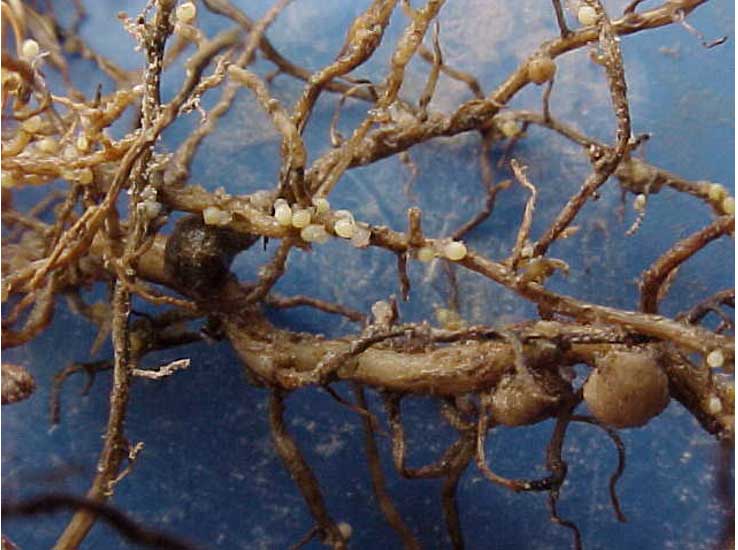 Photo - Lemon-shaped cysts of SCN visible on soybean roots.