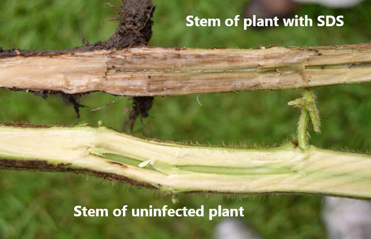 Photo - split soybean stems - sds and healthy compared.
