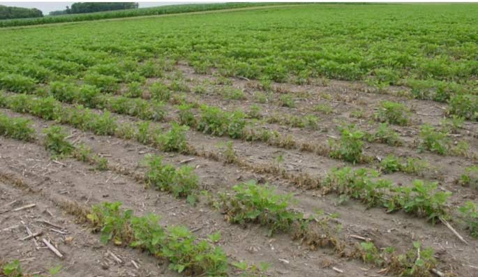 Photo - soybean field showing stand loss due to Fusarium infection.