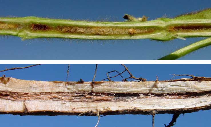 Photo - Split soybean stems showing BSR symptoms mid-season.
