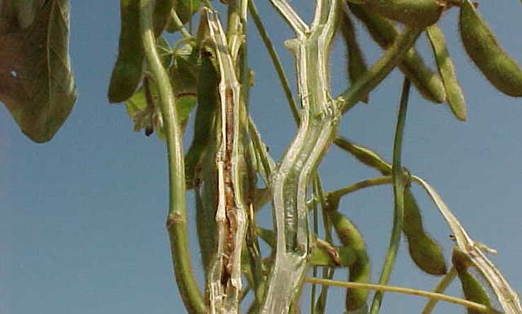 Photo - ;Split soybean stems showing BSR symptoms.