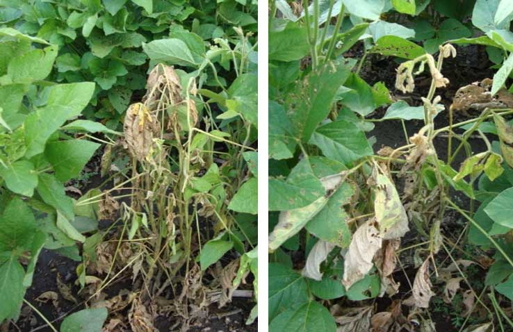 Photo - wilted soybean plants surrounded by healthy plants are a common sign of Phytophthora.