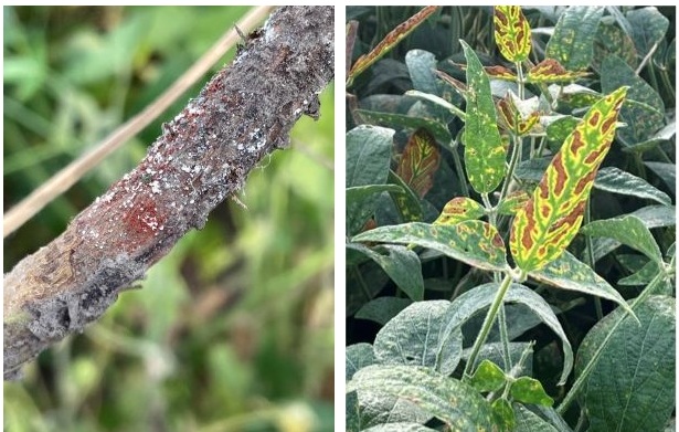 The key distinguishing characteristic of red crown rot is the presence of perithecia on the crown and roots just below the soil line The key distinguishing characteristic of red crown rot is the presence of perithecia on the crown and roots just below the soil line
