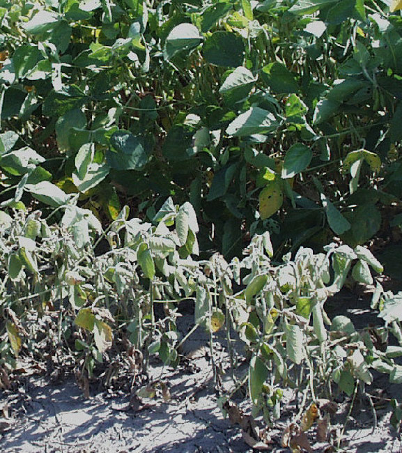 Photo - soybean plants showing severe charcoal rot infection