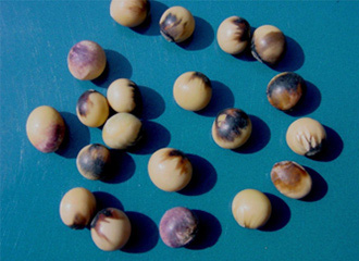 Photo - Soybeans affected by soybean mosaic virus