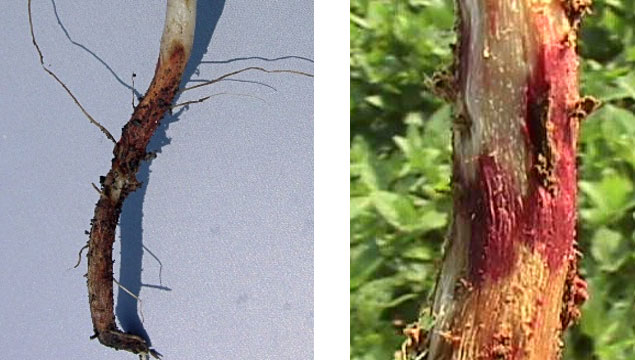 Photos - soybean plant roots showing Rhizoctonia infection symptoms.