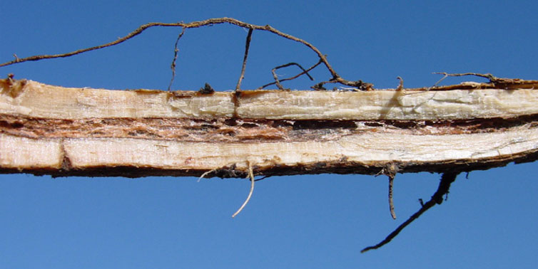 Photo - Mature soybean stem infected by brown stem rot.