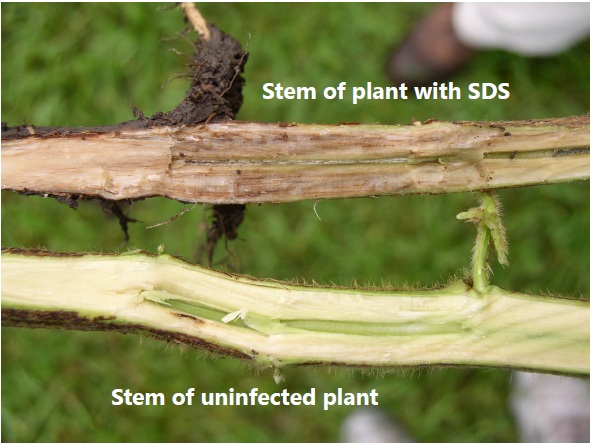 Split soybean plant stems showing the discolored cortical tissue of a SDS-infected plant compared to a healthy plant Split soybean plant stems showing the discolored cortical tissue of a SDS-infected plant compared to a healthy plant