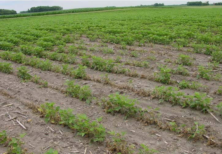 Soybean field showing stand reduction due to fusarium root rot.