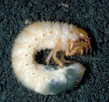 White grubs are white in colour with brownish red heads and will curl up in a C shape.