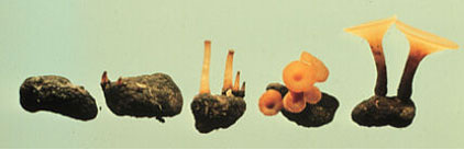Mushroom-like apothecia forming on sclerotia.