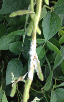 Infected soybean stem.