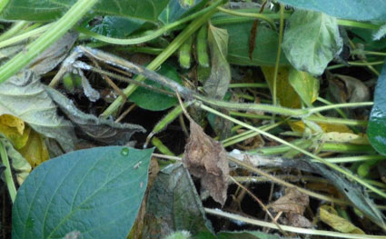 Soybean plants infected with white mold.