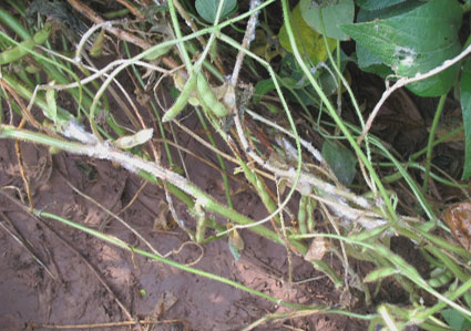 White mold on soybean stems.
