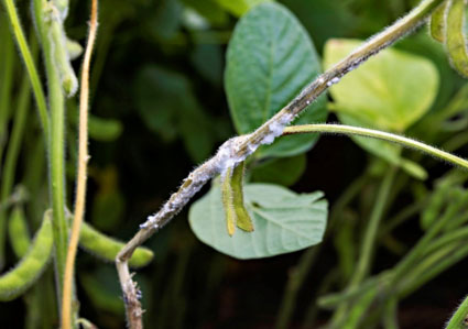 White fungal mycelia visible on the stem of a soybean plant infected with white mold.