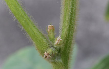 Senescing flowers are the entry point for the white mold pathogen to infect the plant.