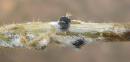 White mold sclerotia on soybean stem.