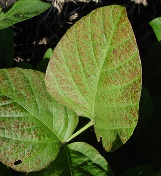 Cercospora leaf blight symptoms on soybean leaf