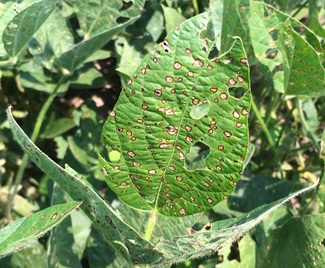 Frogeye leaf spot symptoms on soybean leaf