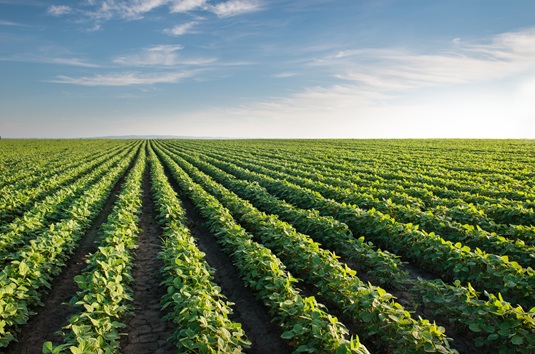Soybean field - long distance shot - midseason