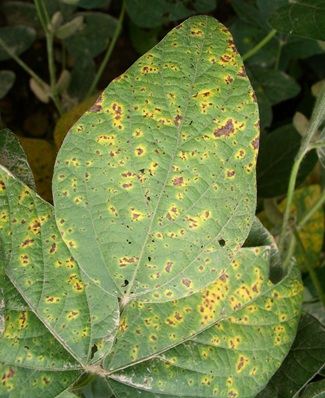 Septoria brown spot symptoms on soybean leaf