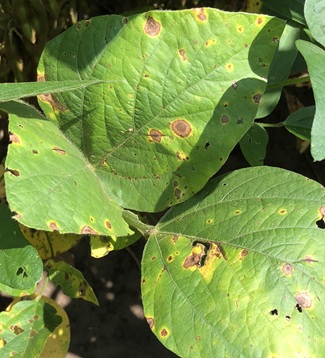 Target Spot symptoms on soybean leaf